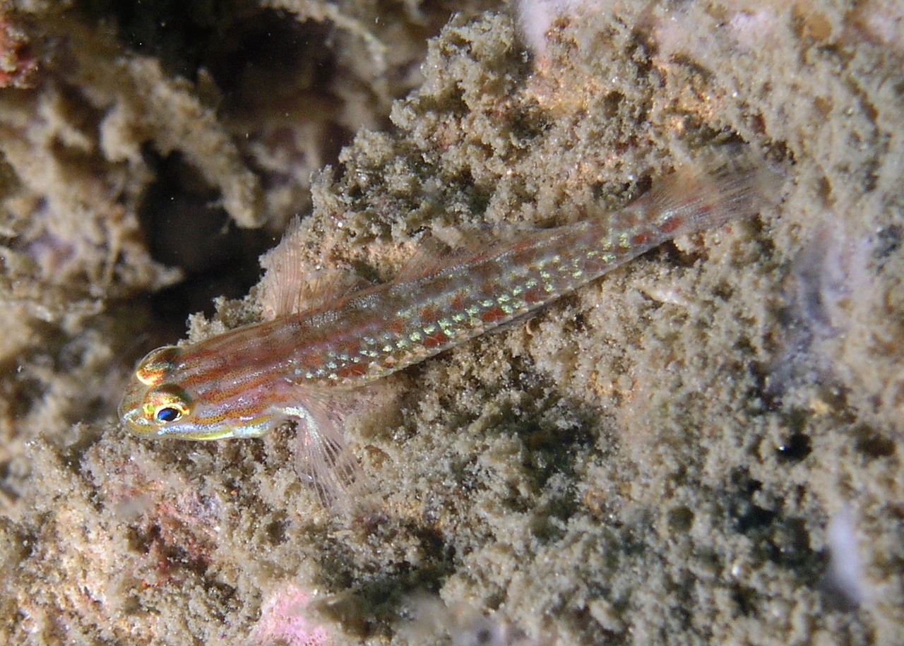 Spotted Goby