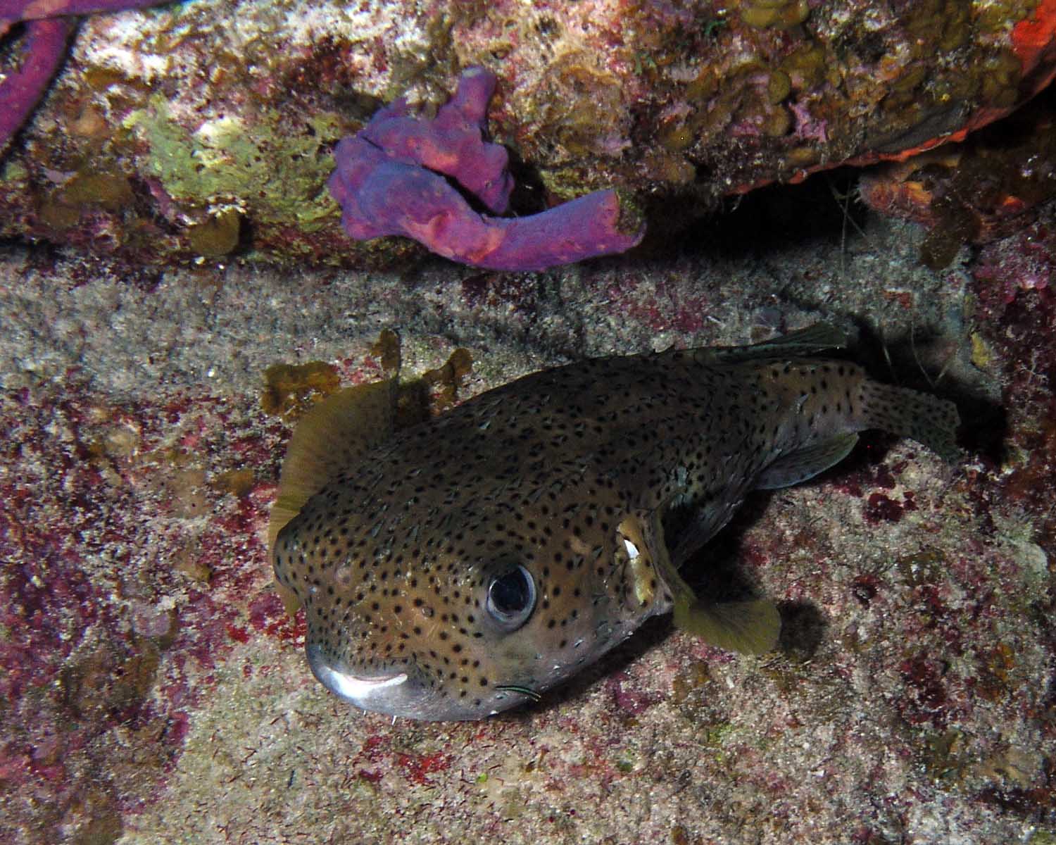 Porcupinefish