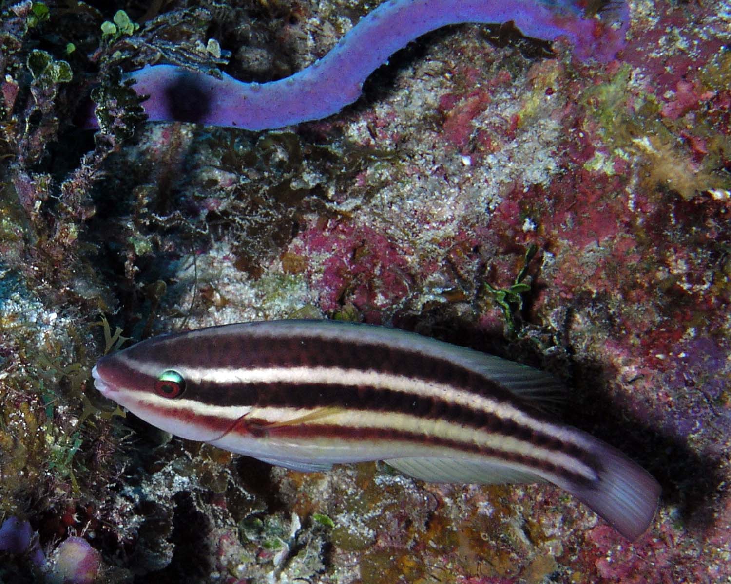 Princess Parrotfish