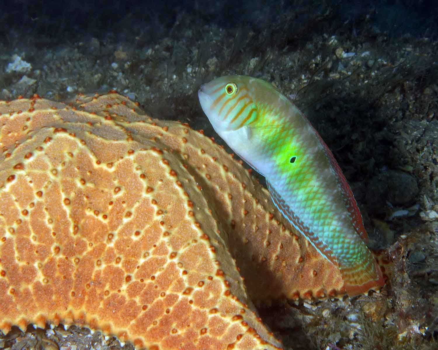 Green Razorfish (male)
