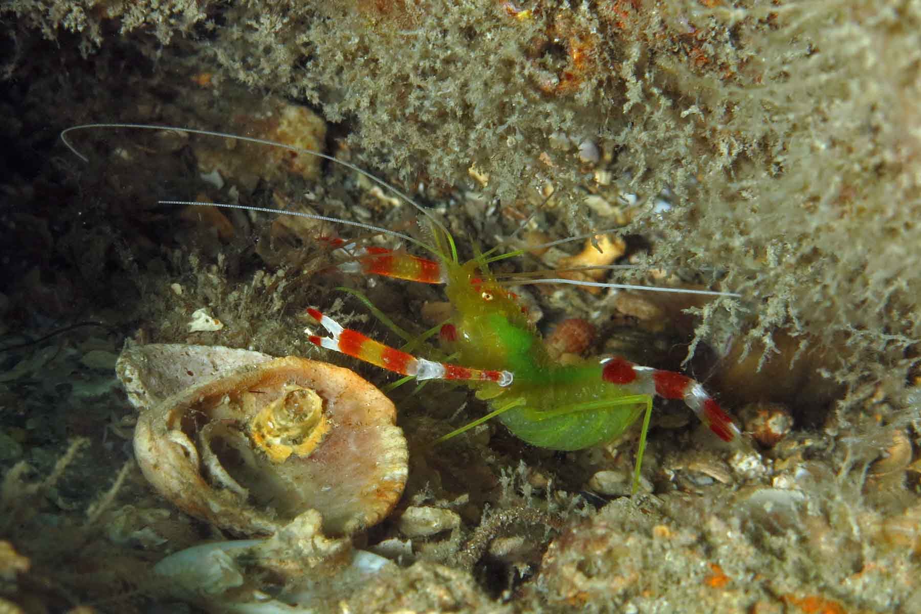 Golden Coral Shrimp