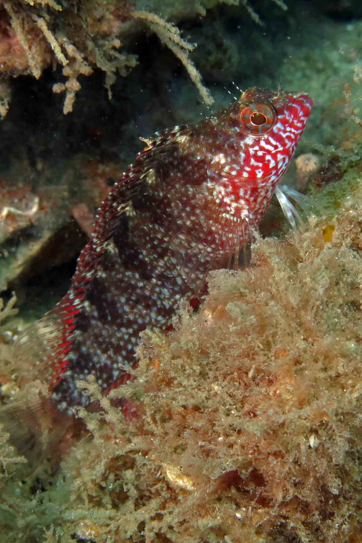 Rosy Blenny