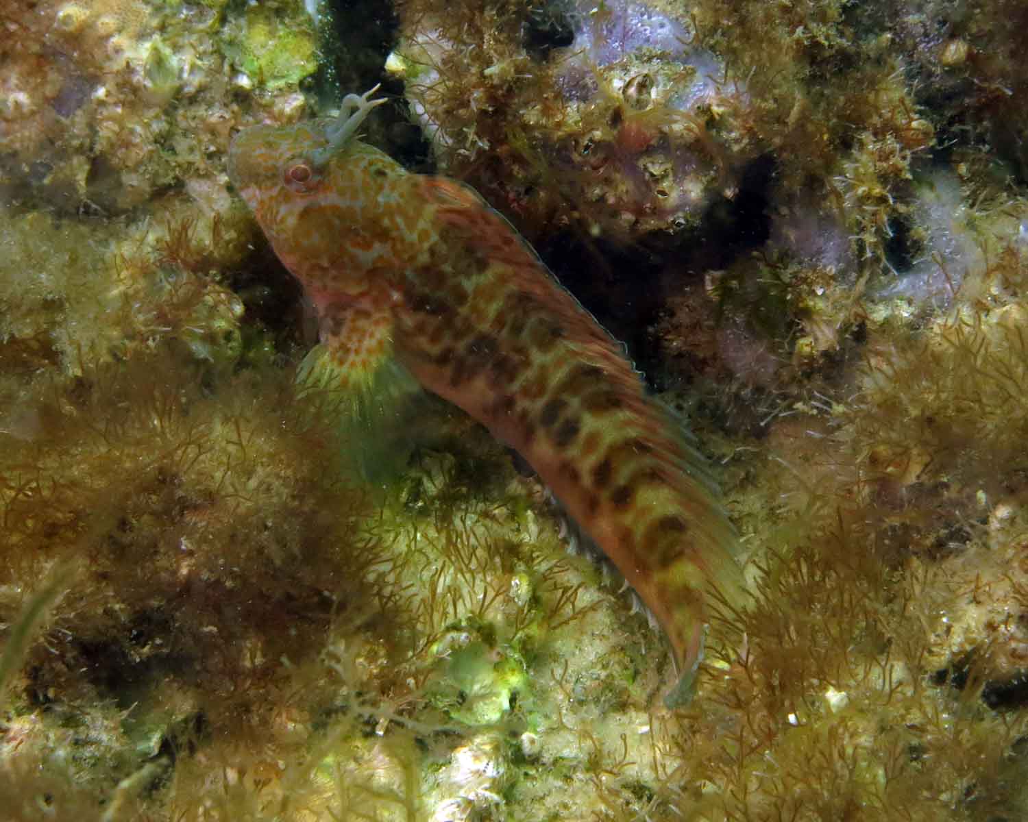 Featherduster Blenny