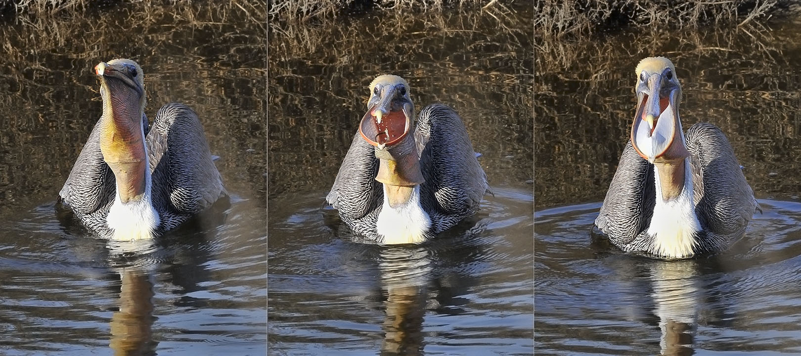 Brown Pelican swallowing