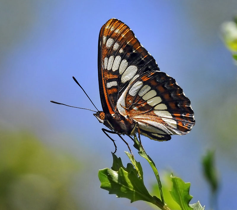 Lorquins Admiral, male