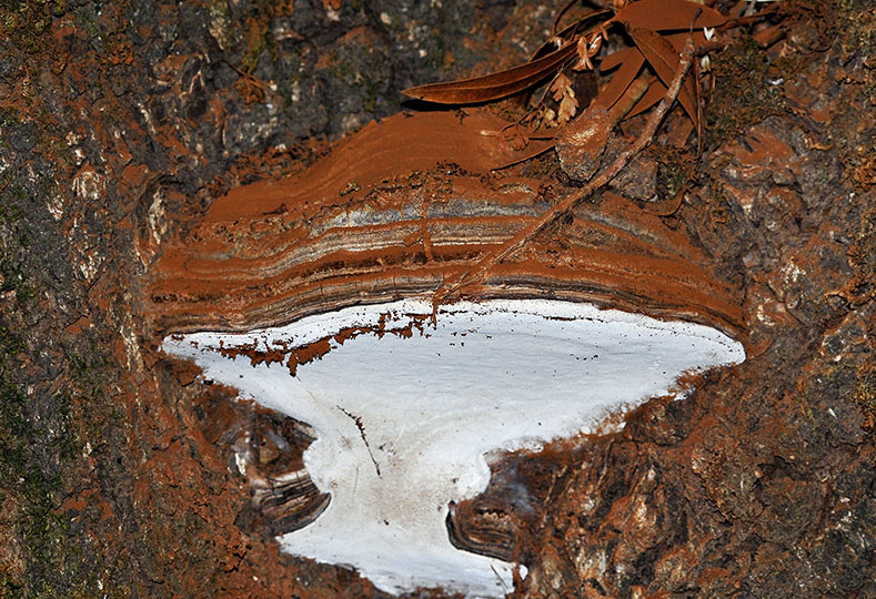 Fungus, Pichetti Ranch