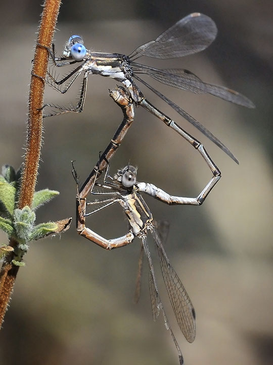 Spotted Spreadwings in copula