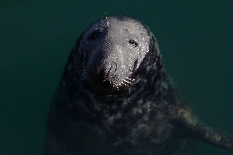 Seal in Howth Harbour