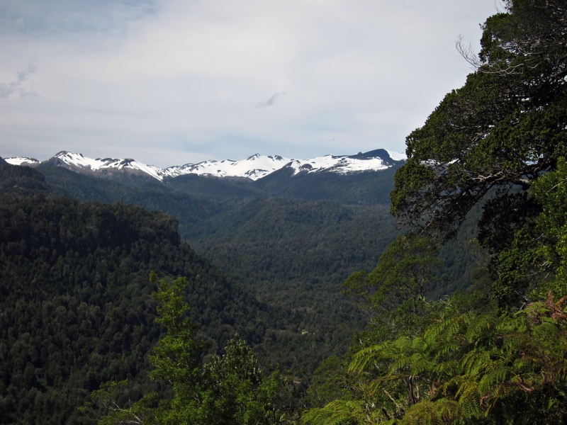 Puyehue National Park, from El Pionero viewpoint