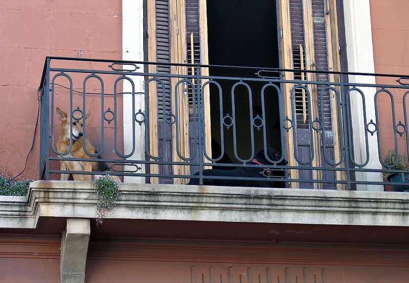 Montevideo - dogs and balcony