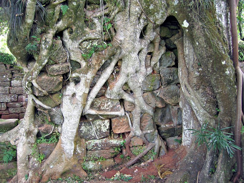 Tree v wall, San Ignacio