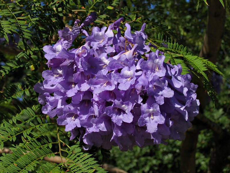 Jacaranda