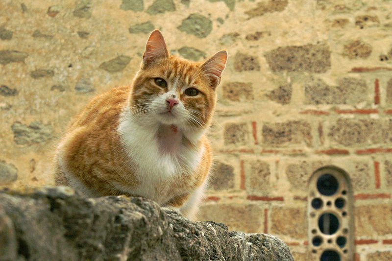 Monastery Cat