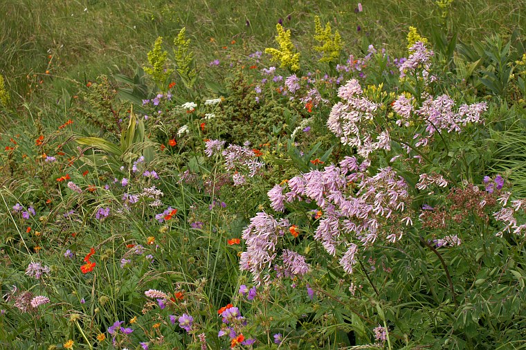 Wild flowers, Mount Vitosha
