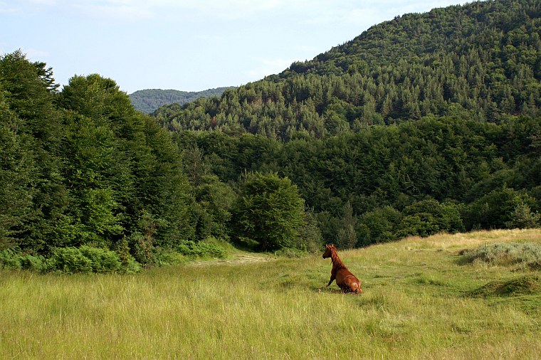 Near Delchevo