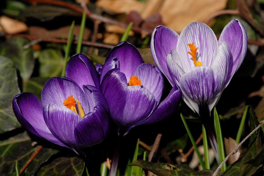 D20_0587 copy.jpg