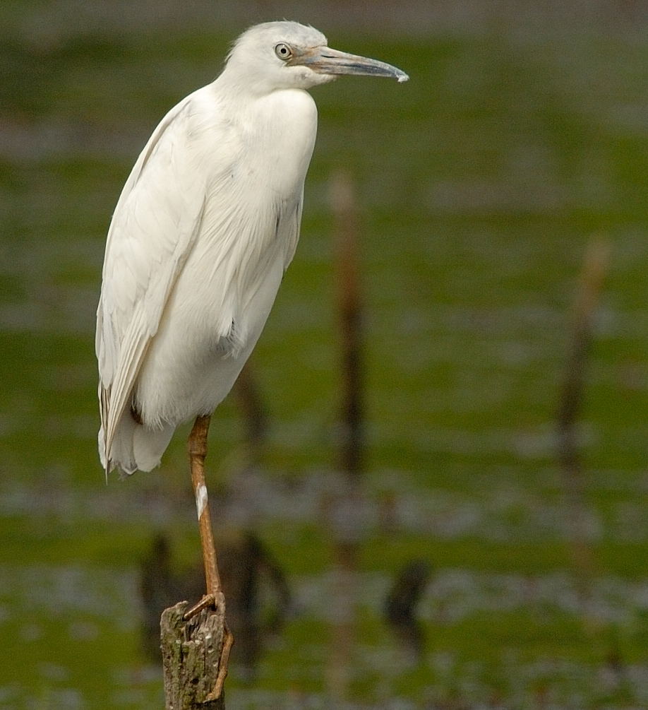 D20_3968 100 crop.jpg
