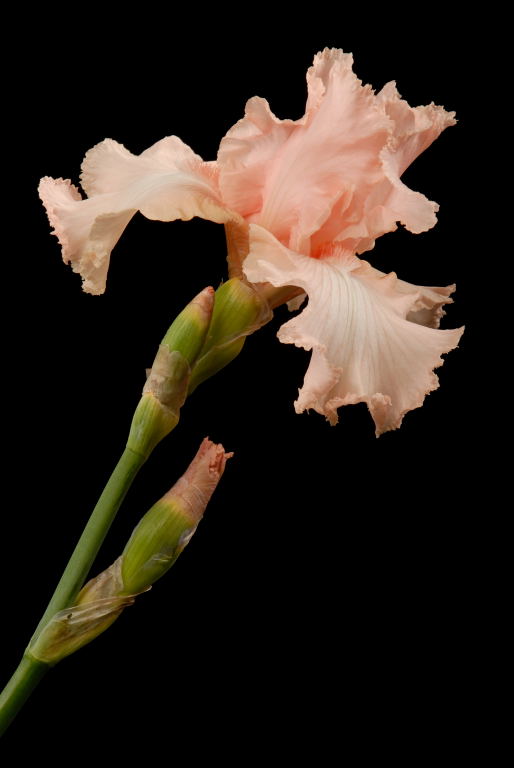 D20_4753 copy2.jpg