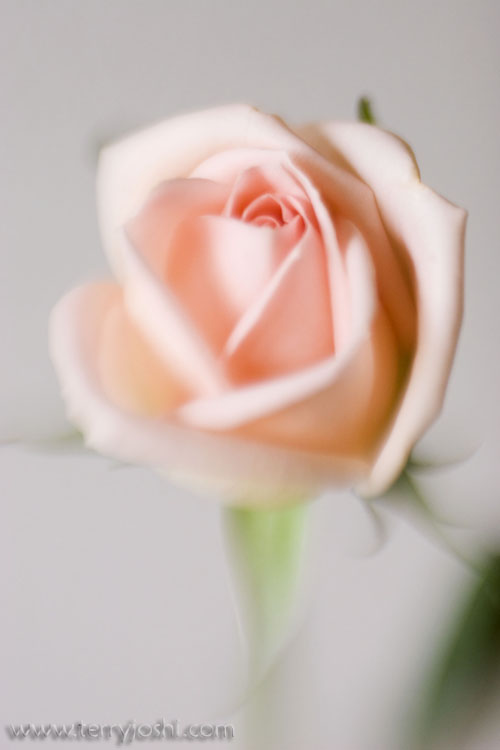 060301_flowe017encomp.jpg