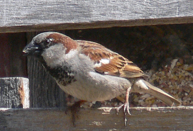 Bird.jpg