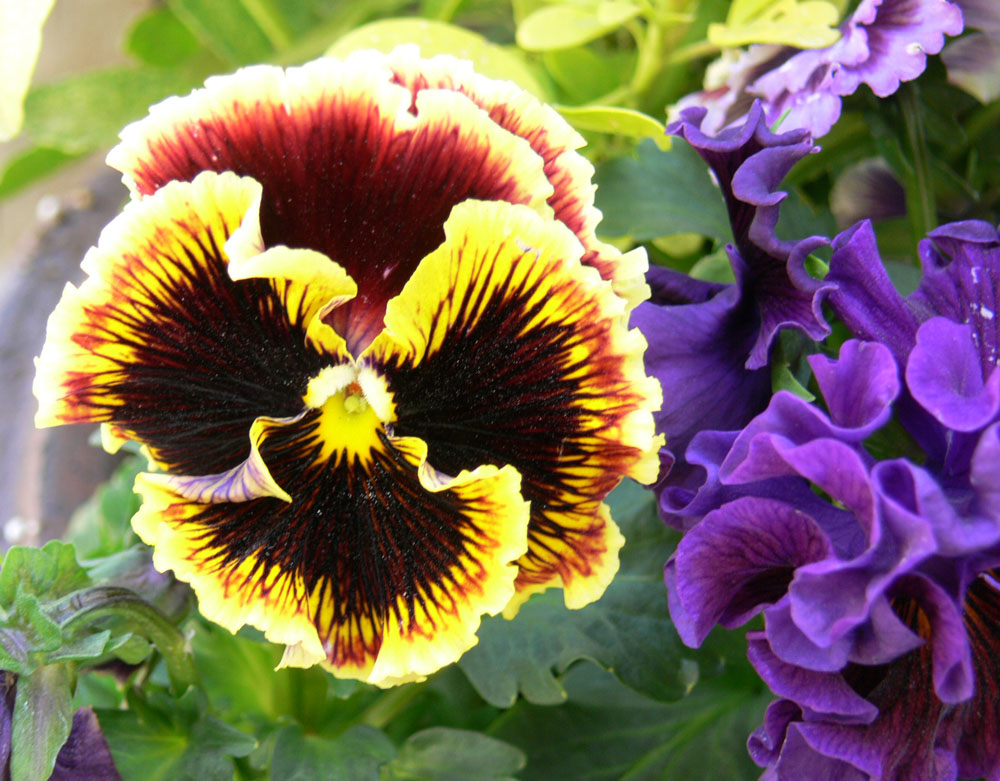 GardenCentres13.jpg