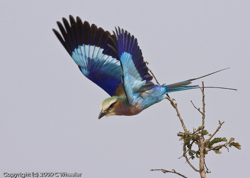 My best flying Lilac Breasted Roller shot so far. Not good enough to quit trying. :)