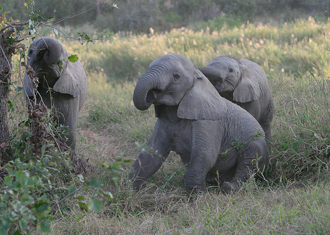 MM These young elephants were playing.