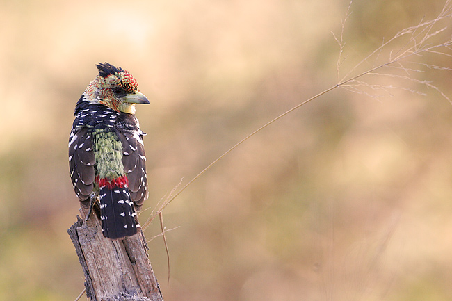 MM Crested Barbet