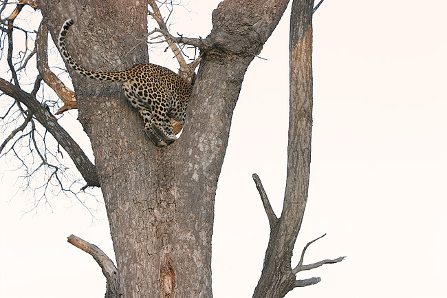 MM There were 2 female leopards in this one territory.  Instead of a confrontation, this one ran up a tree.