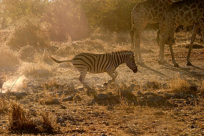 The zebra left the others in the dust!  I forget how large giraffes really are until I see them next to something else.