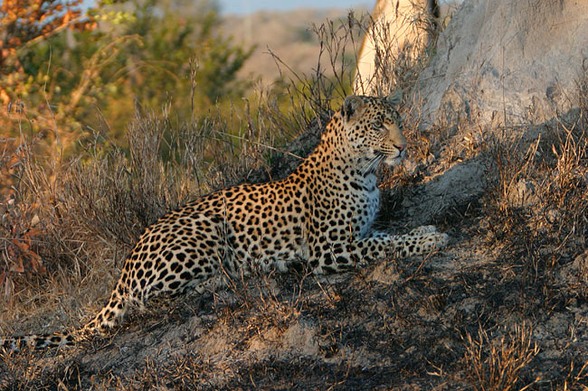 MM Leopard watching what he hopes will be his lunch.