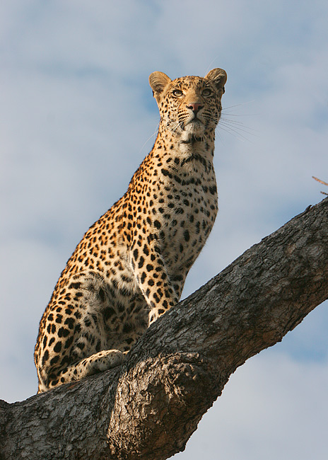 MM Another leopard in a tree