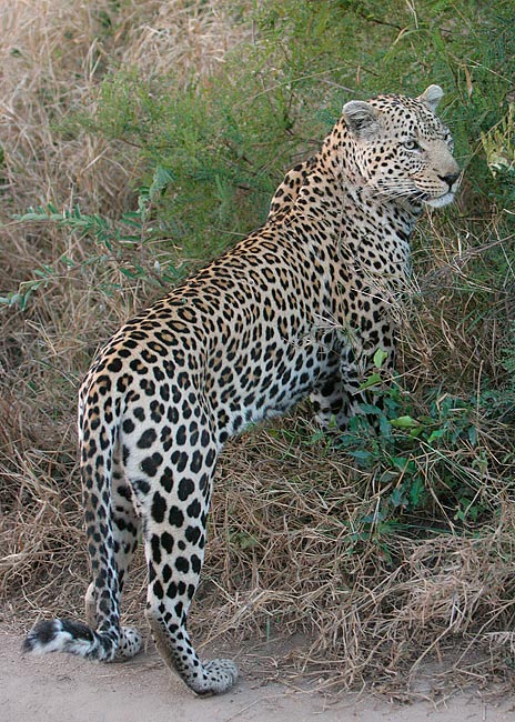 MM Leopard starting to climb the riverbank