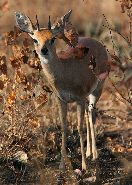 MM Not a great image but the best I have gotten of a steenbok