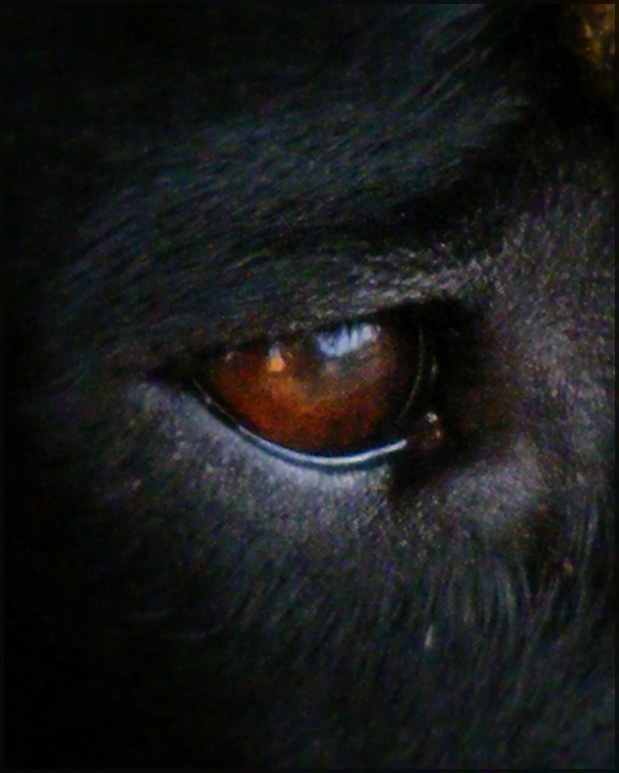 watchdog II
