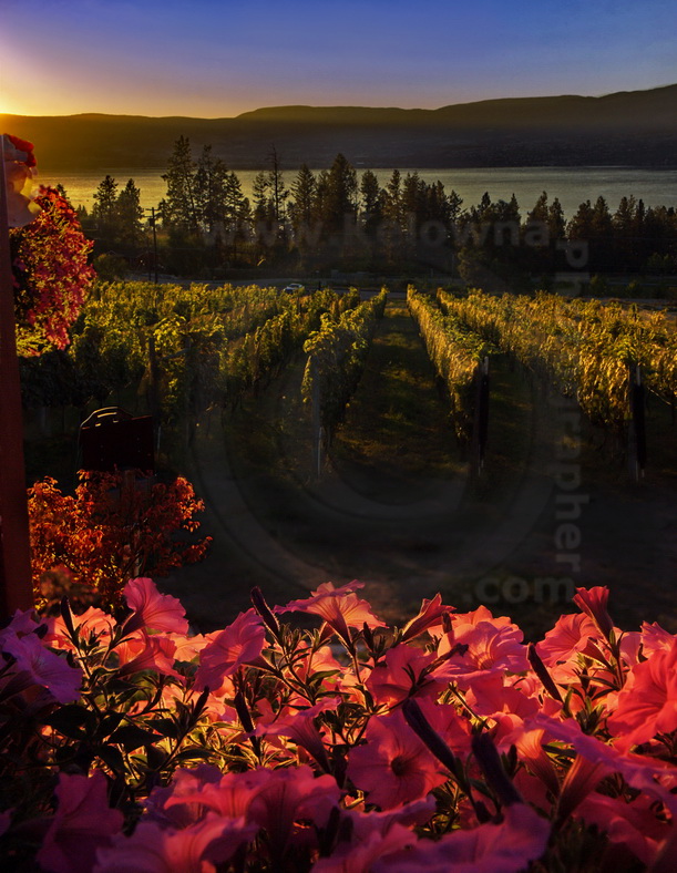 Blooms+vines by KelownaPhotographer.com