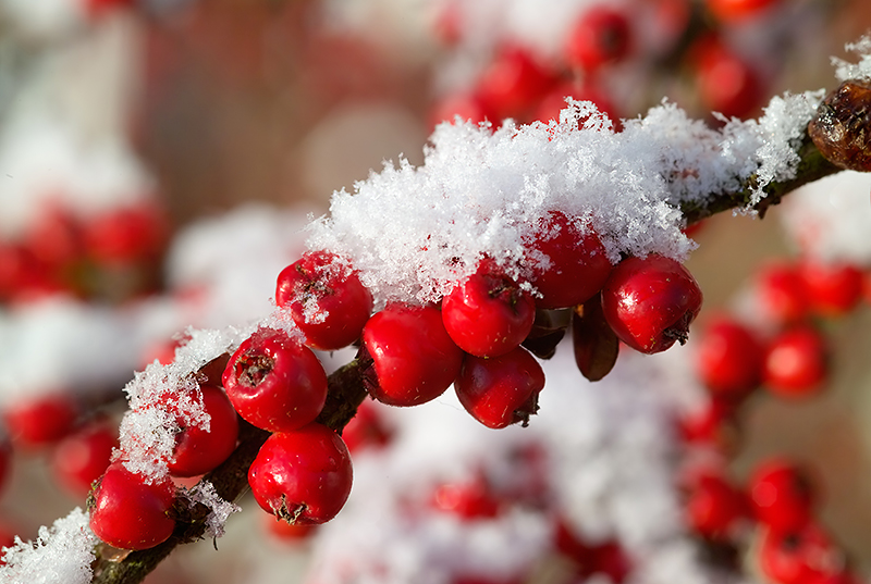 Red Cotoneaster berries with snow by Quentin Bargate Equal Fifth Place
