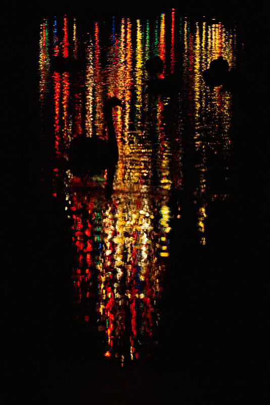 A swans christmas by John Hill