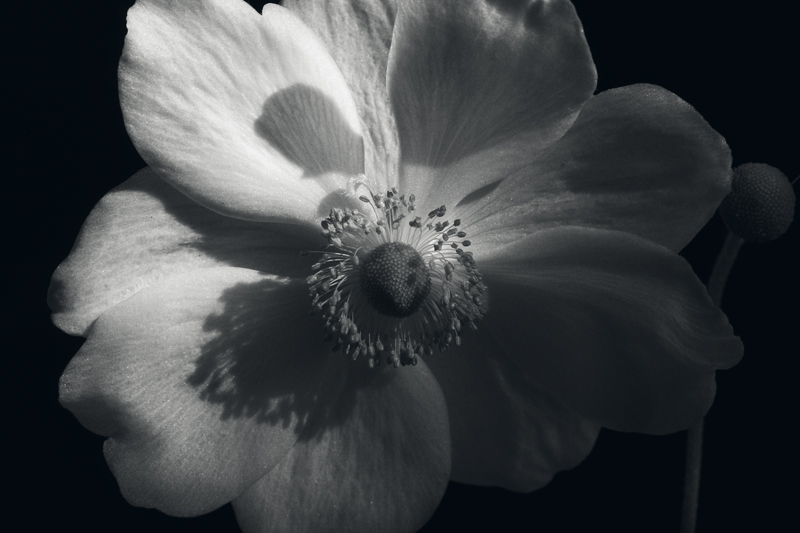 Windflower - by MHG