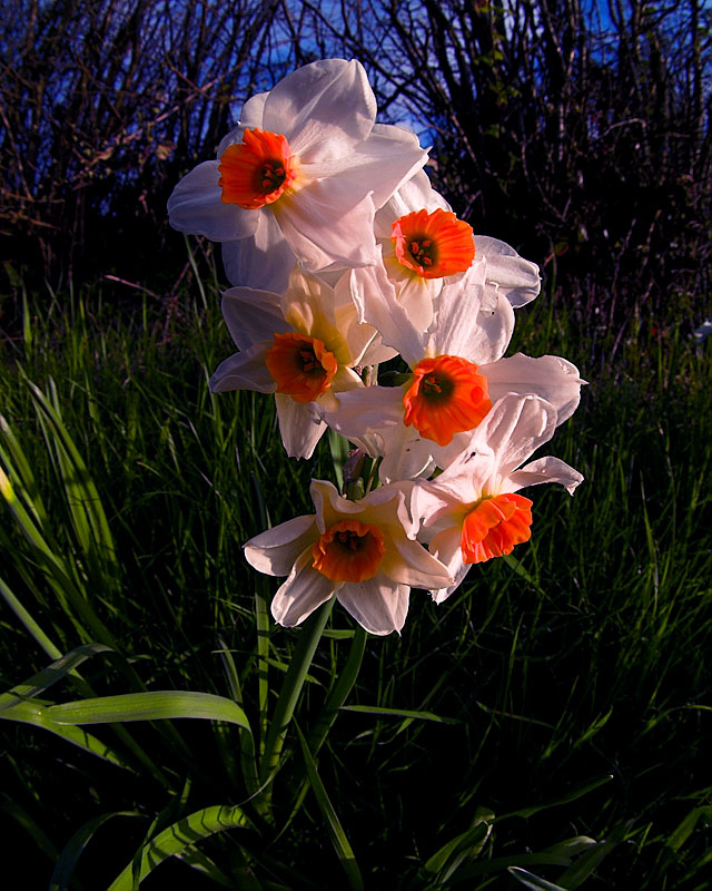 Fishy Flowers by Big Ga