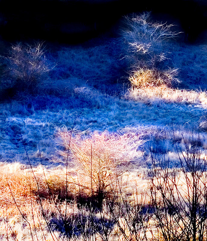 Morning Frost by MHG