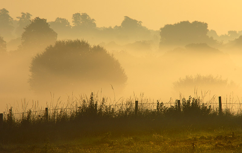 3rd Place: Fen Morning by jono slack