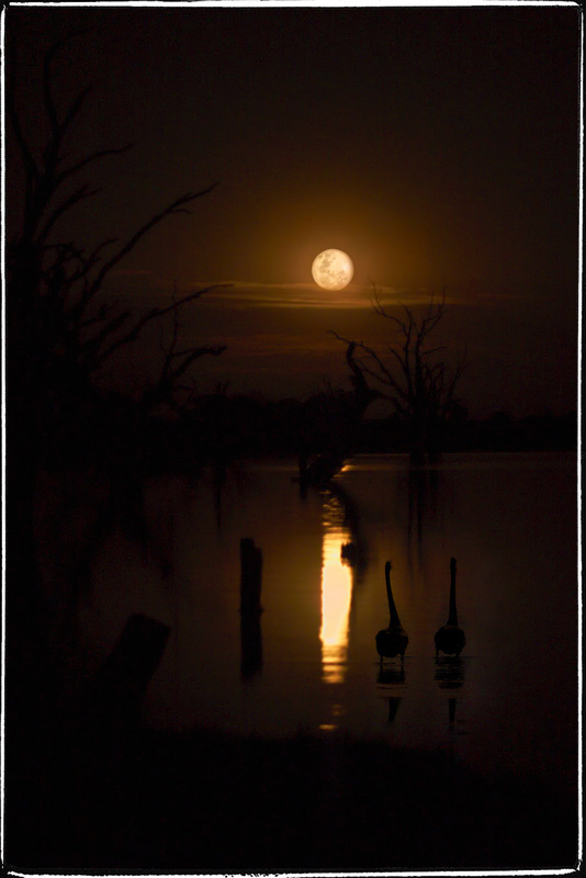 4 th place: Moonlight Stroll by Paul Rohal