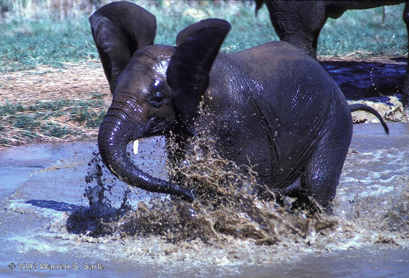 Splash by Warren Sarle