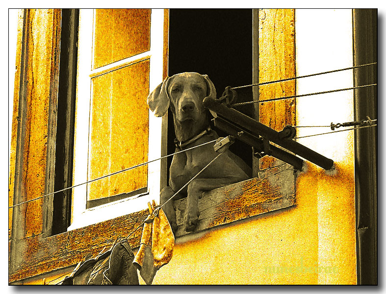What The Hell Is This Guy Always Whistling To Me???