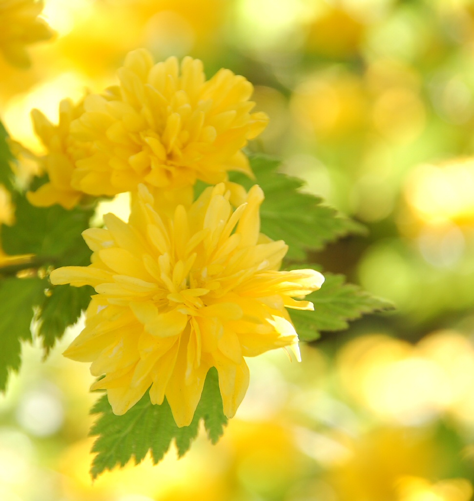 Bright and cheerful