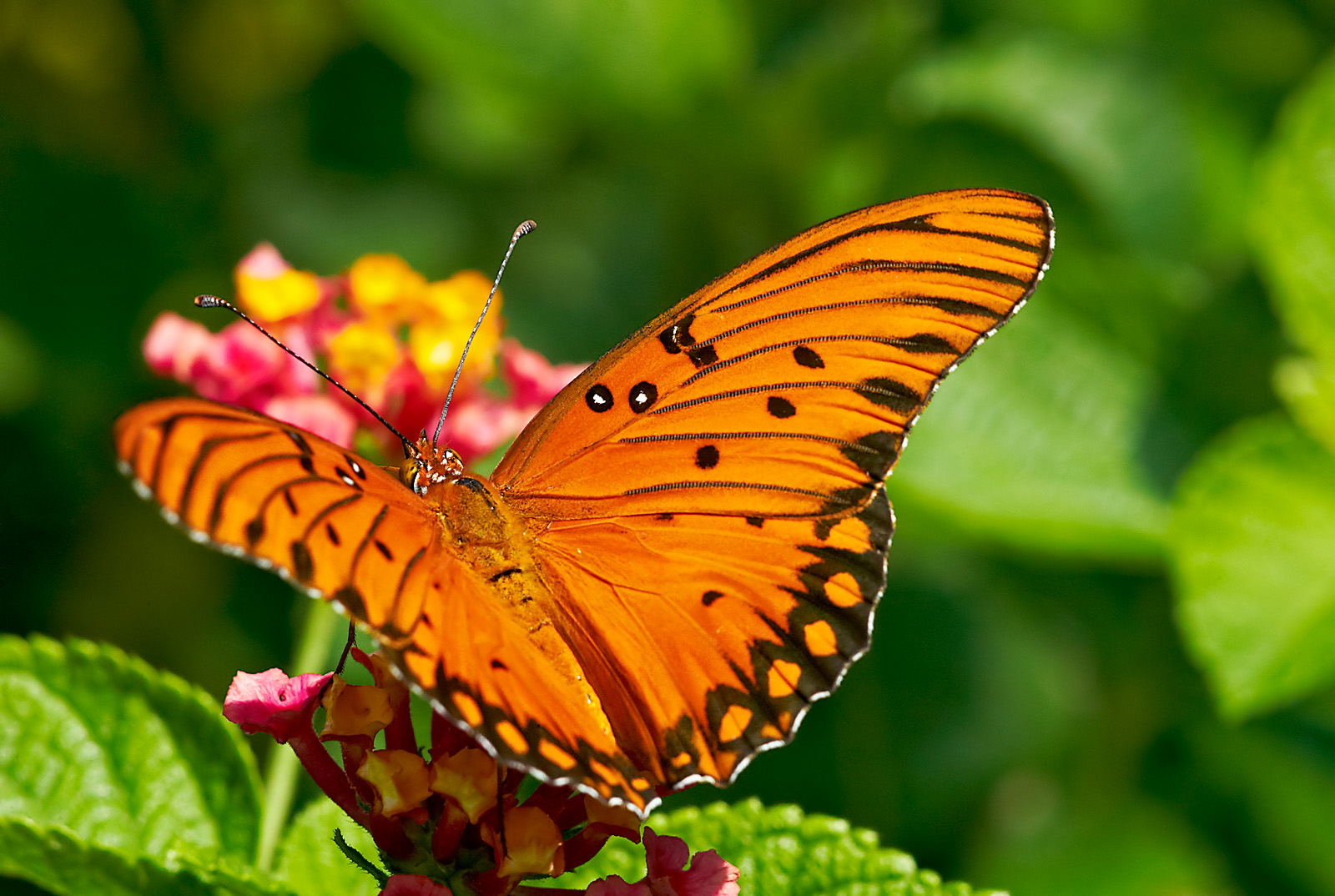 gulf fritillary 46