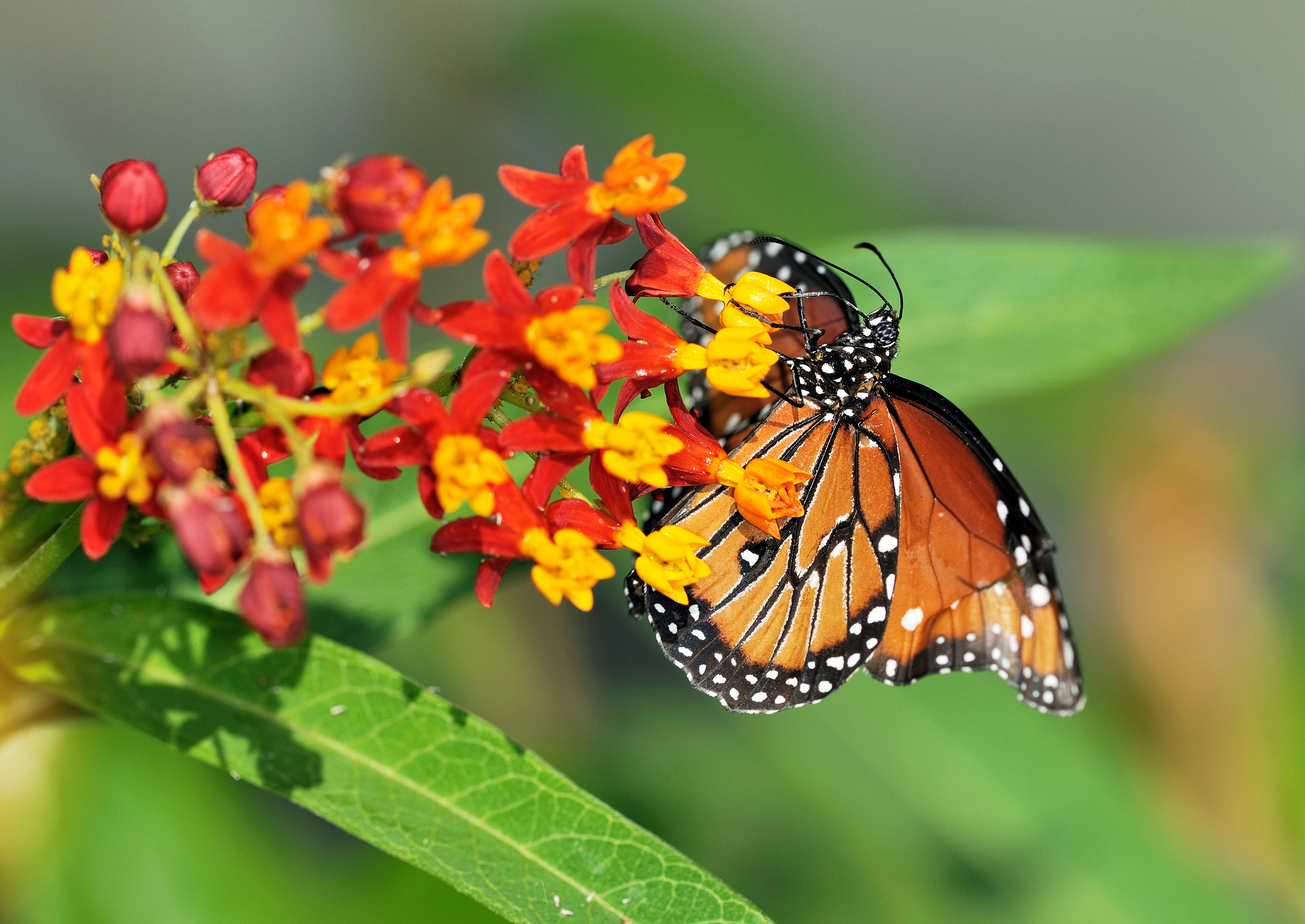 monarch butterfly wounded 01