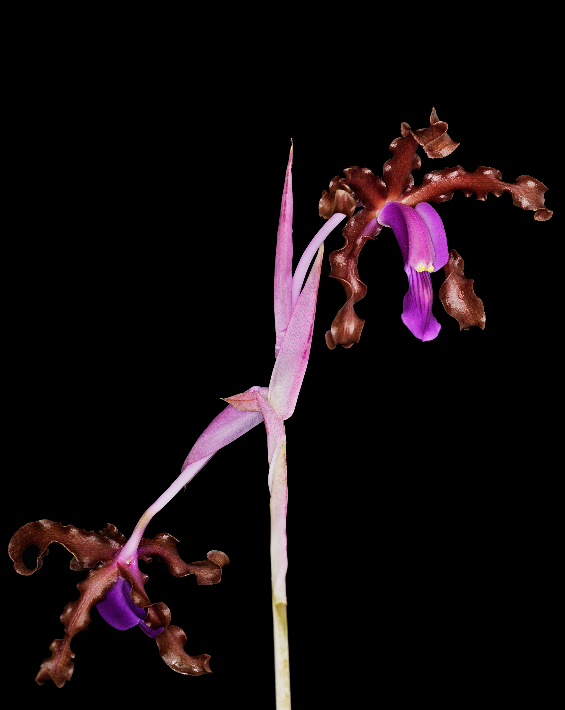 Schomburgkia splendida 01