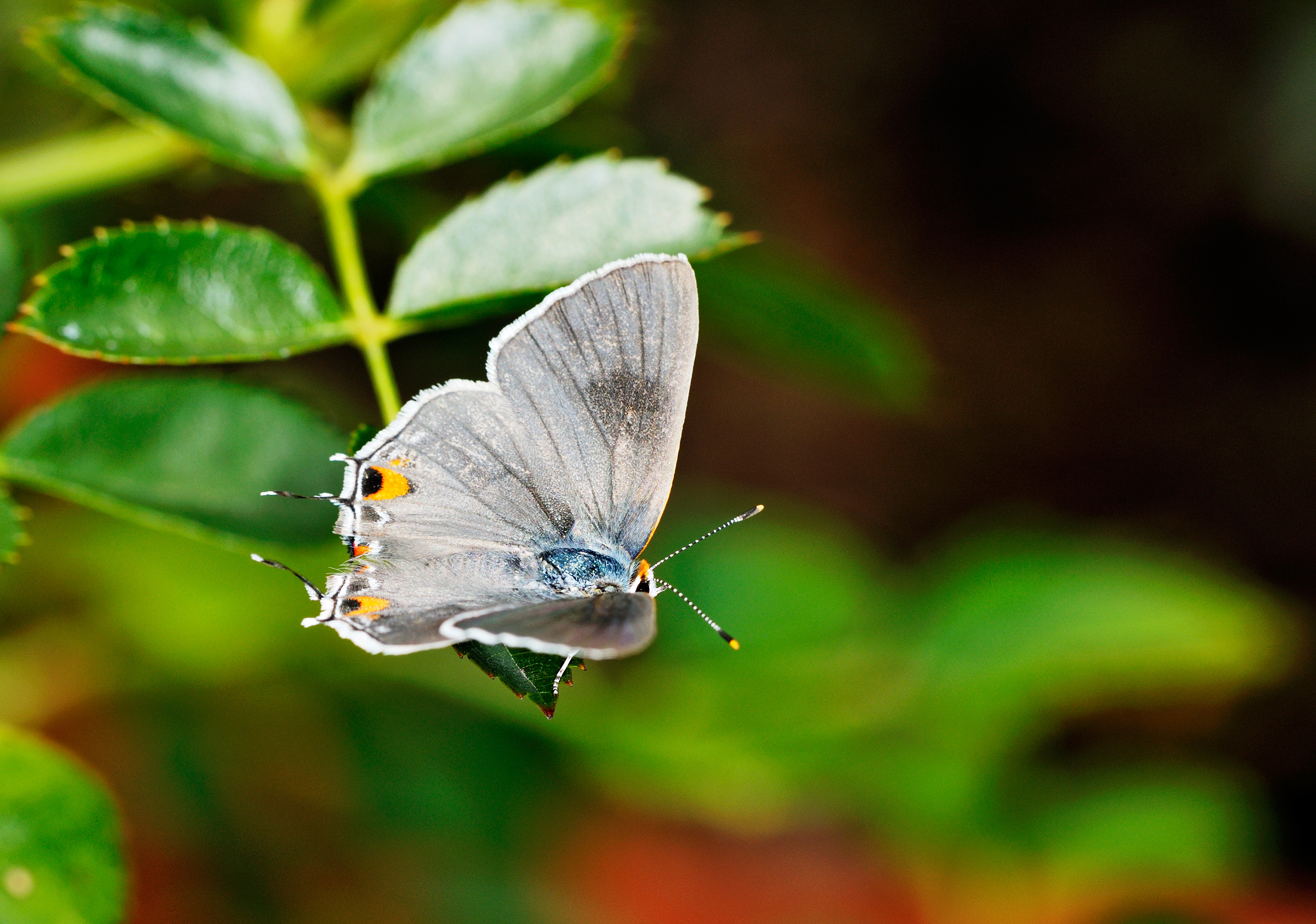 Gray Hairstreak